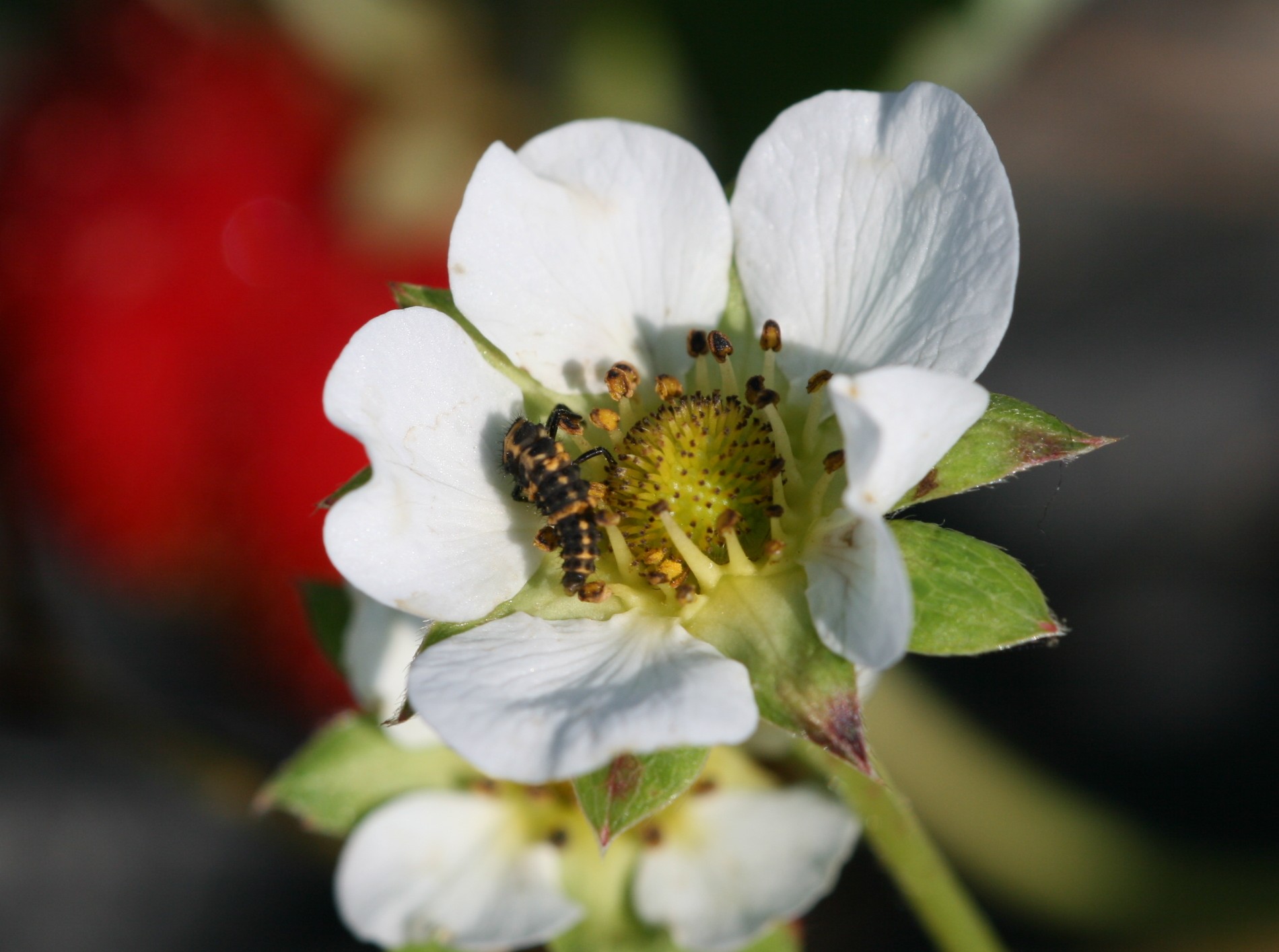 Lady bug larva. Photo: Jeremy Slone