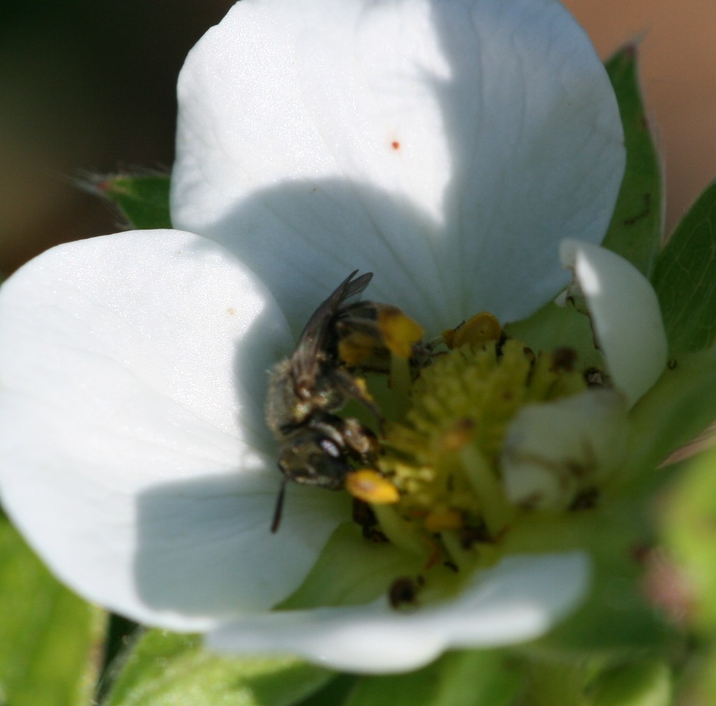 Wild bee. Photo: Jeremy Slone