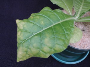 Figure 3. Intermediate K deficiency, note the marginal necrotic spots and advancing interveinal chlorosis. ©2016 Forensic Floriculture