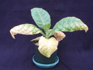 Figure 4. Firing of the lower leaves, note progression of symptomology (firing and blanching, sever chlorosis and necrosis of the margin, and beginning yellowing of the leaf margin) as it moves up the plant. ©2016 Forensic Floriculture