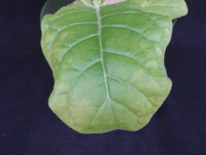 Figure 1. Initial K deficiency in the lower foliage, note the umbrella shape of the leaf margin. ©2016 Forensic Floriculture