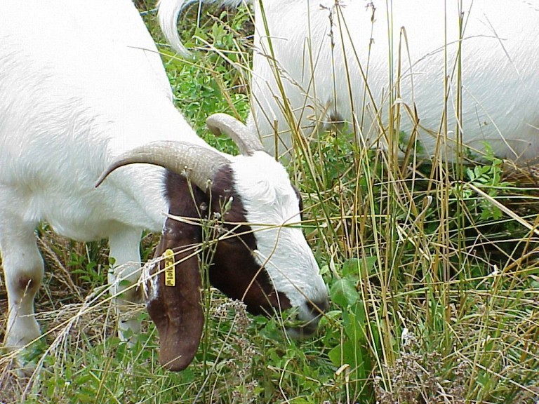Is It Safe to Consume Milk From Goats Eating Poison Ivy? NC State Extension