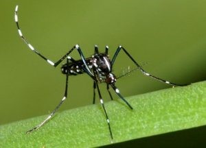 asian tiger mosquito