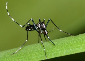 Asian tiger mosquito (photo - Susan Ellis (www.bugwood.org)