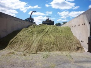 bunker silage