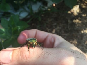 June beetles were seen midway through the season due to an abundance of overripe fruit. Photo: Grant Palmer