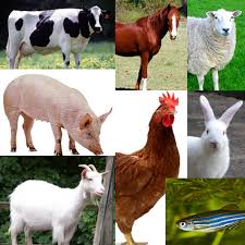 Cover photo for 2016 Pitt County Fair Shows