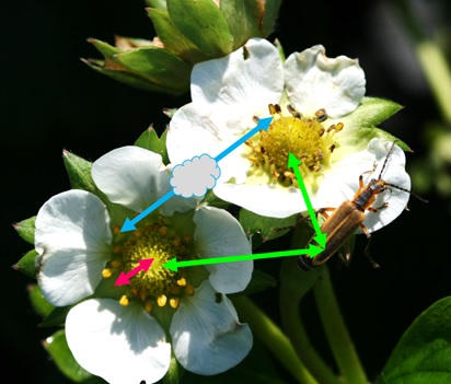 Pollinating Strawberry Plants  