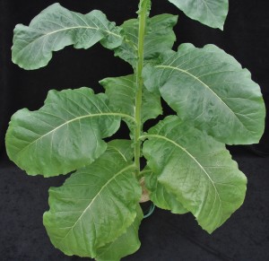 Figure 1. Symptoms of a marginal interveinal chlorosis begin on the lower leaves in Mg deficient tobacco. ©2016 Forensic Floriculture