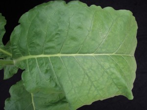 Figure 2. A closer view of a symptomatic leaf shows the pattern of chlorosis that begins on the margins, closer to the leaf tip. ©2016 Forensic Floriculture