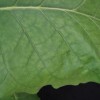 Figure 3. The pattern of interveinal chlorosis will eventually spread to the center of the leaf, as may be seen here.
©2016 Forensic Floriculture