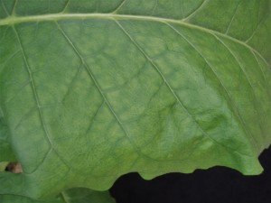 Figure 3. The pattern of interveinal chlorosis will eventually spread to the center of the leaf, as may be seen here. ©2016 Forensic Floriculture