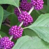 Callicarpa-americana--Forest-and-Kim-Starr--CC-BY