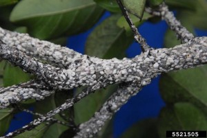 Crape myrtle bark scale Jim Robbins U of Ark CES Bugwood org