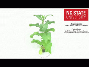 Figure 4. The 360-degree view of this symptomatic Mg deficient tobacco may be viewed by clicking on the above picture. ©2016 Forensic Floriculture