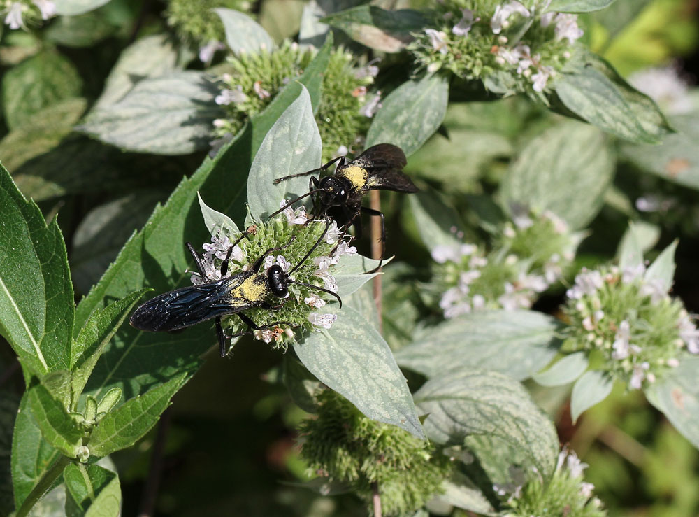 Two great black wasps visiting mountain mint. Photo by Debbie Roos.