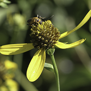 Green-headed coneflower