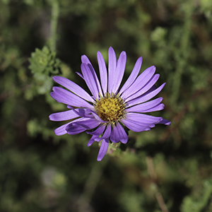 Large-flower American aster