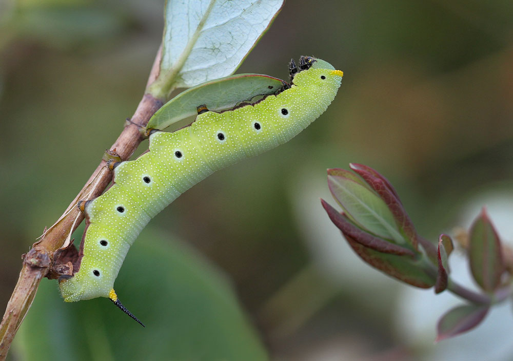 Snowberry clearwing caterpillar on honeysuckle. Photo by Debbie Roos.