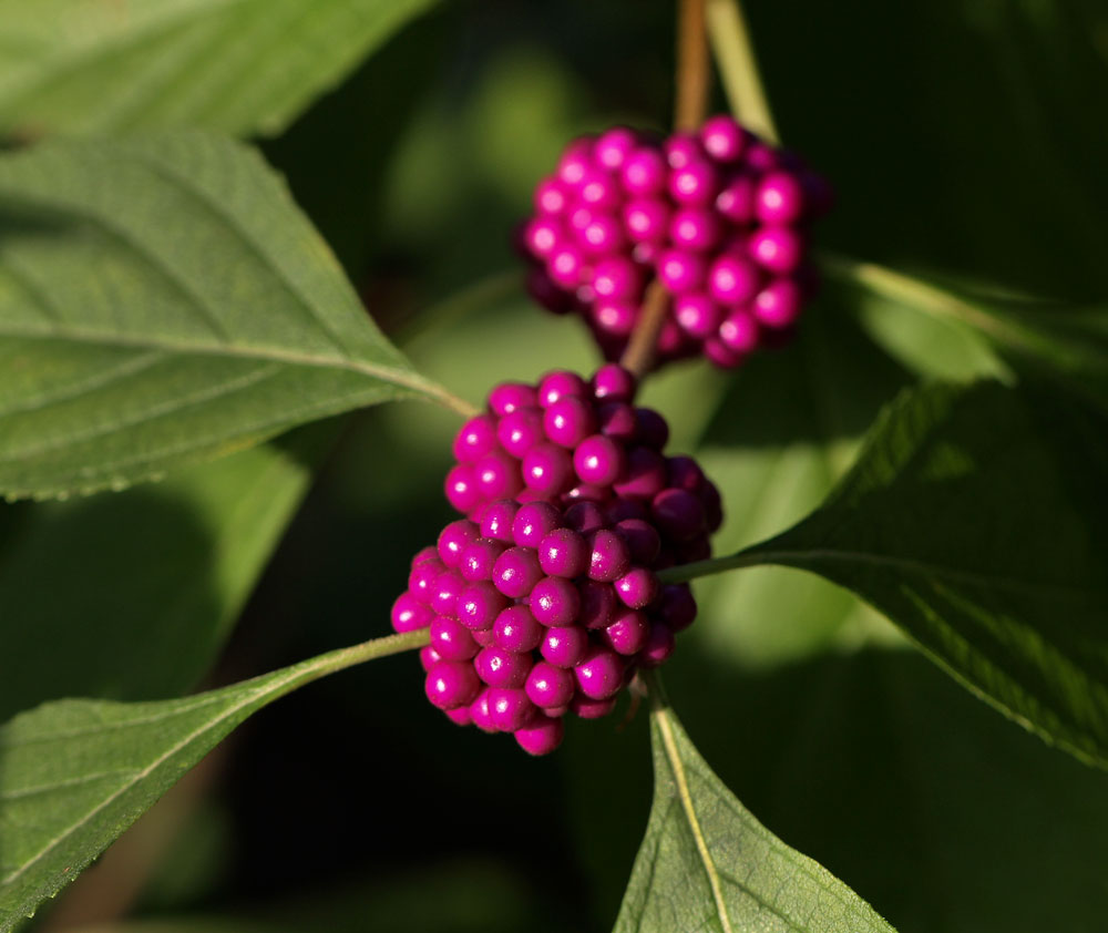 The American beautyberries are at peak beauty in the pollinator garden! Photo by Debbie Roos.