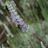 Lavender and a Bee-Image by Chris Alberti-CC-BY