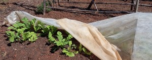 Row cover over crops