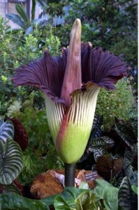 Cover photo for Ever Seen a 5 Foot Tall Flower? Now You Can