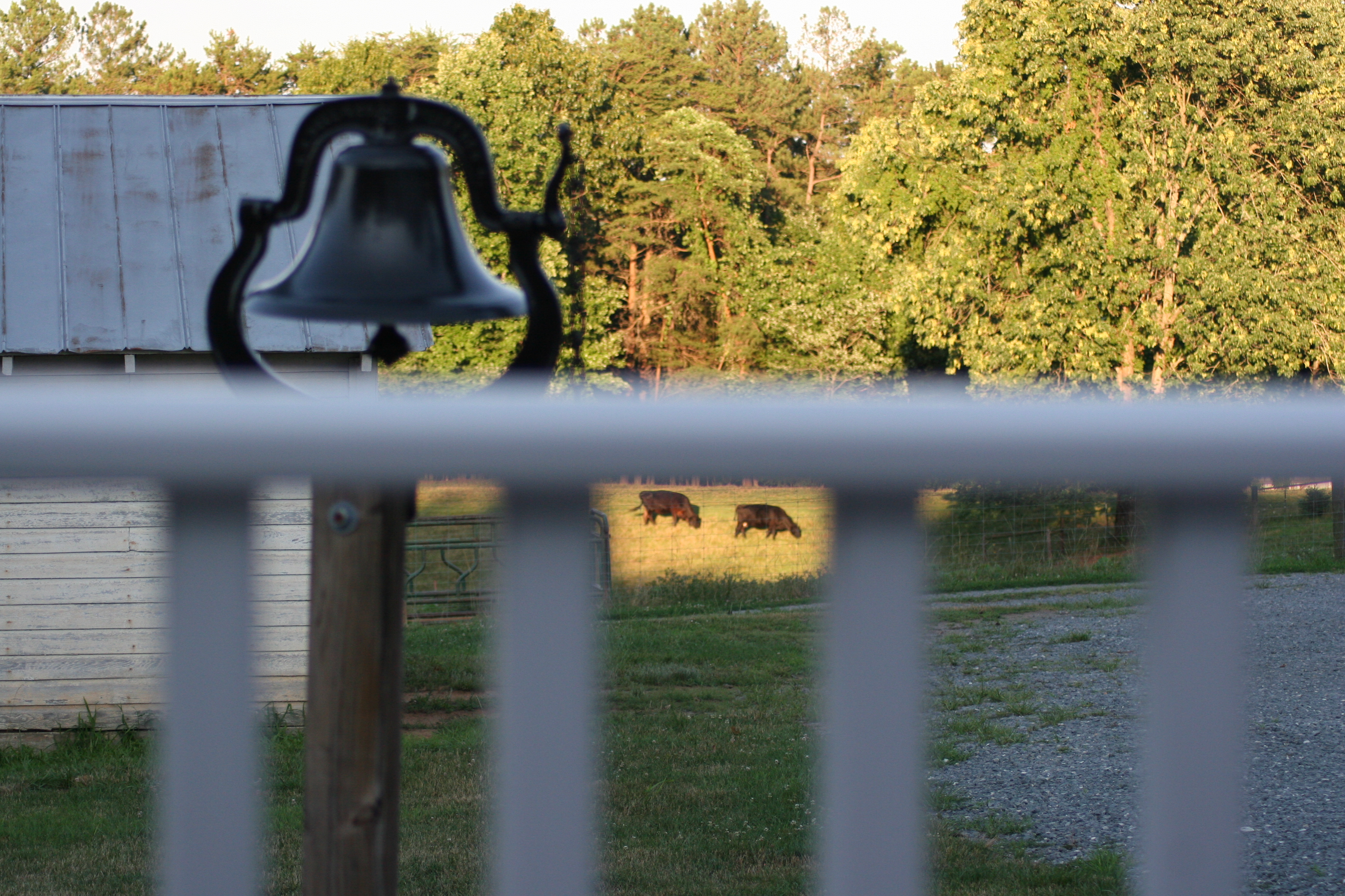 Cattle Grazing