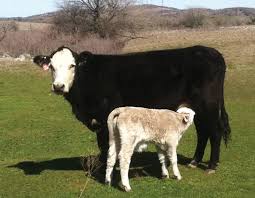 Cover photo for Get the Best of Both Worlds With Crossbreeding