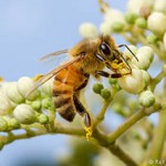 Female honey bee collecting pollen