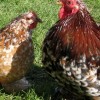 showbirds