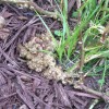 slime-mold