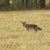 Coyote photo. Source: NCWRC/Melissa McGaw