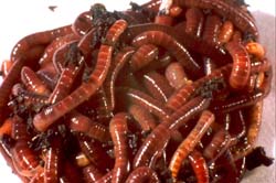 Earthworms and Worm Bins NC State Extension