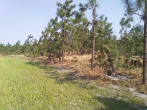 Young longleaf pine damaged by high winds