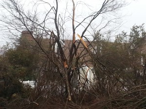 Tree with limbs broken by ice storm