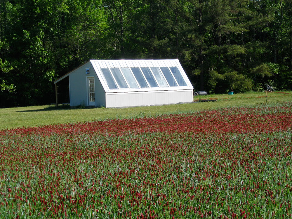 Clover cover crop at Granite Springs Farm. Photo by Meredith Leight.