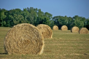 Cover photo for Protect Farmland and Private Property With the Voluntary Ag District Program