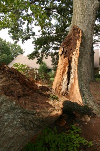 Oak tree damaged in storm