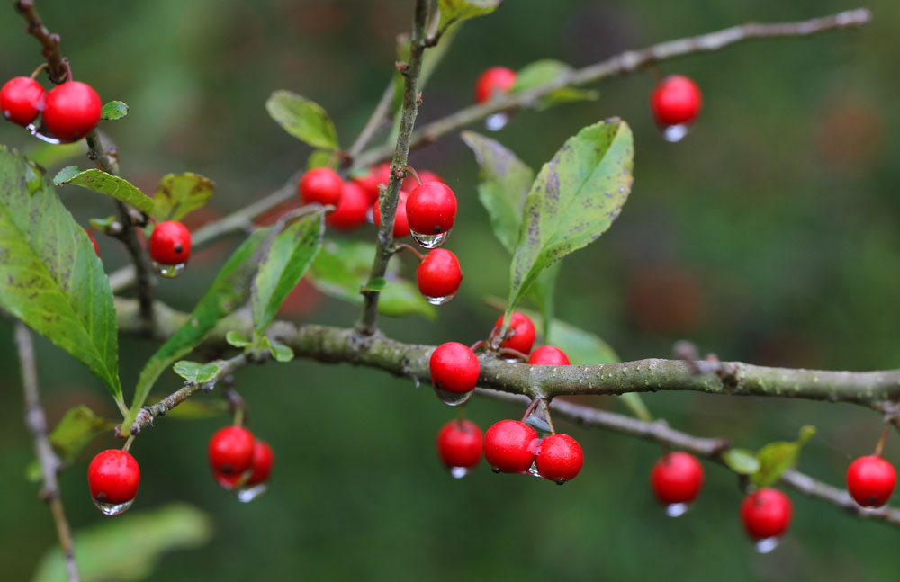 Possumhaw (Ilex decidua) berries