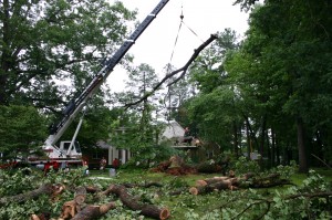 Downed Large Oak being removed