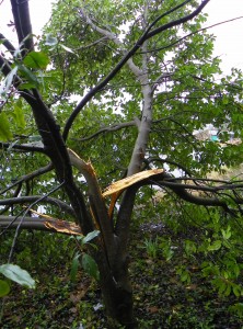 Branches broken by ice