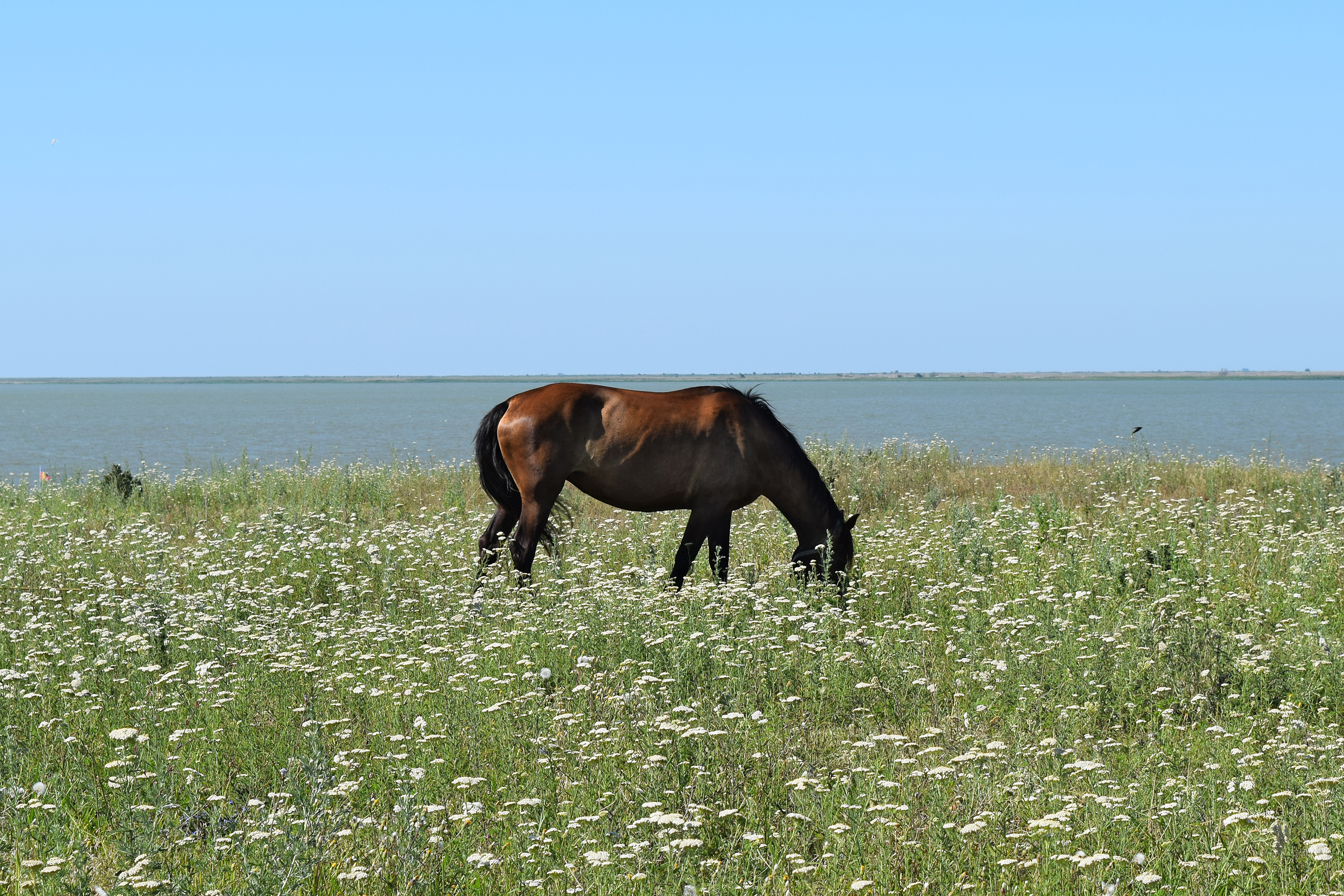 The grazed horse. The horse eats the grass growing on a pasture at coast of the Sea of Azov.