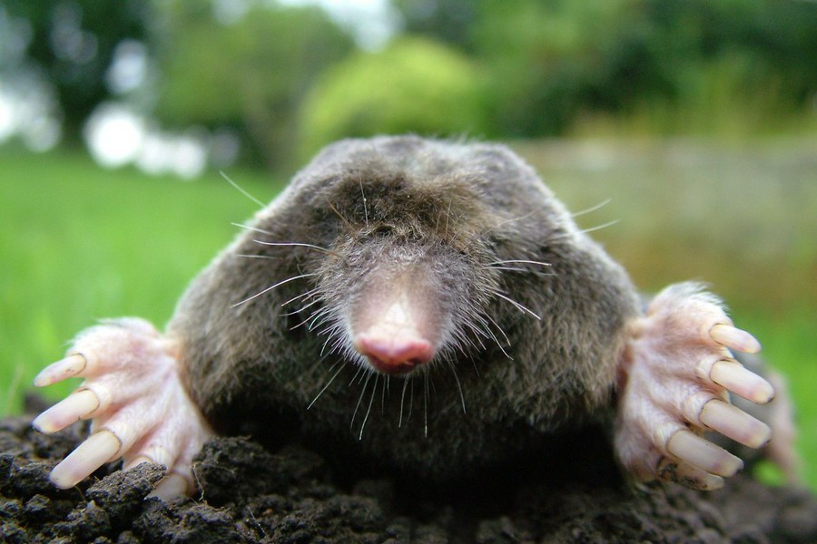 Gardening Tips Controlling Moles And Voles In The Landscape North Carolina Cooperative Extension,Ghost Jokes