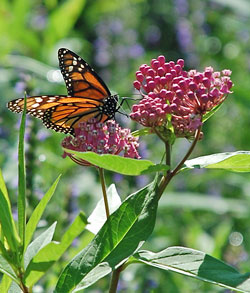 Monarch butterfly on Common milkweed