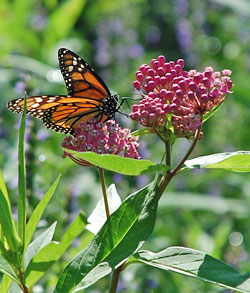 Monarch butterfly on Common milkweed