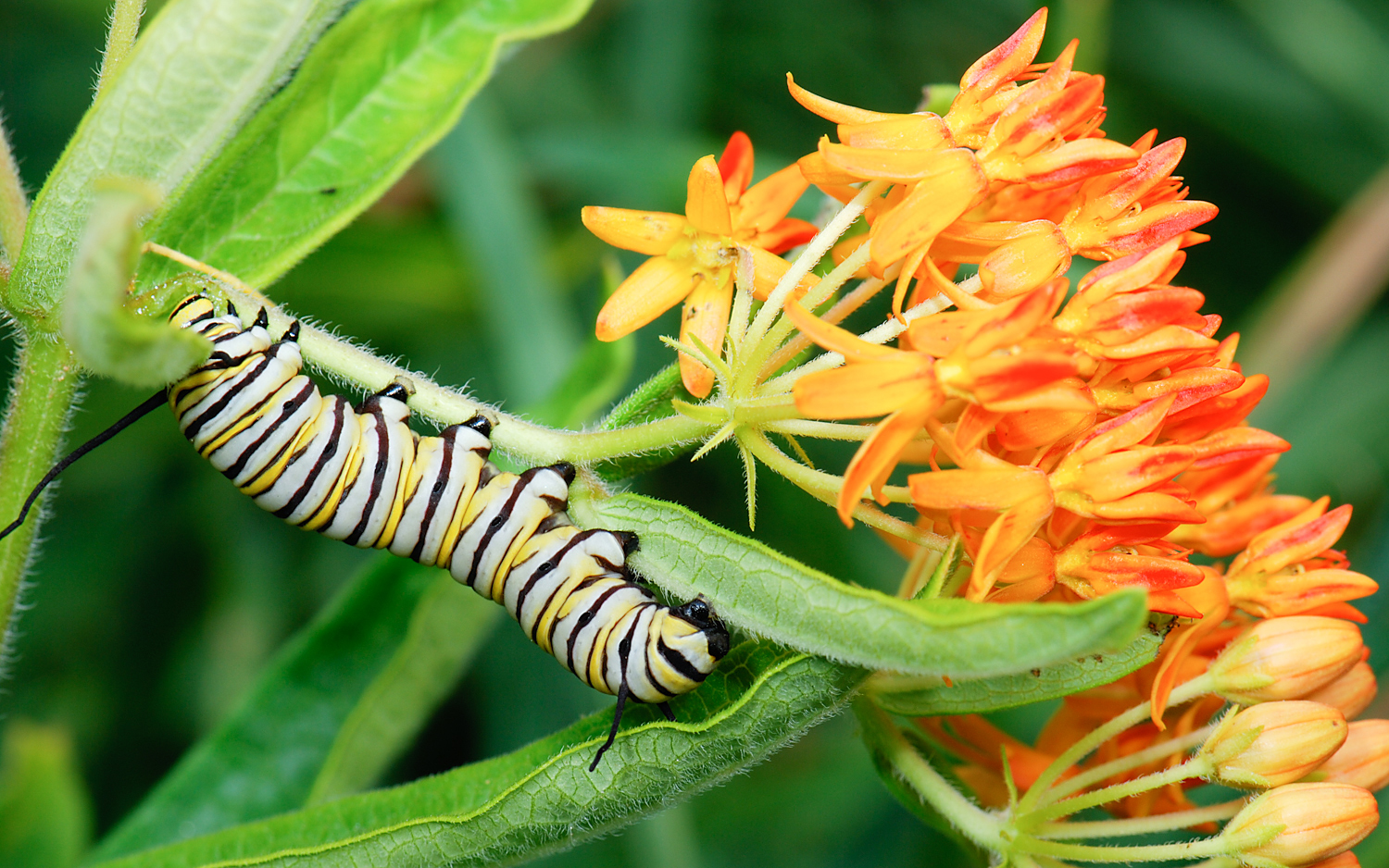 Monarch caterpillar on Asclepias tuberosa.