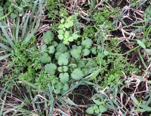 Common winter weeds