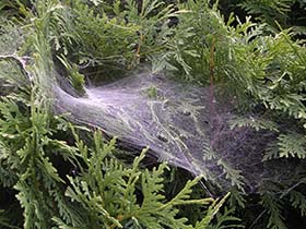 Agelinid spider web on shrubs