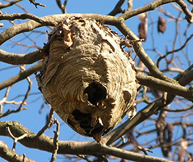 Baldfaced hornet nest in a tree